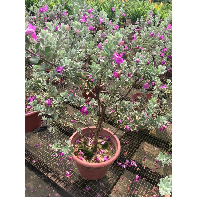 Leucophyllum frutescens (Texas Sage)