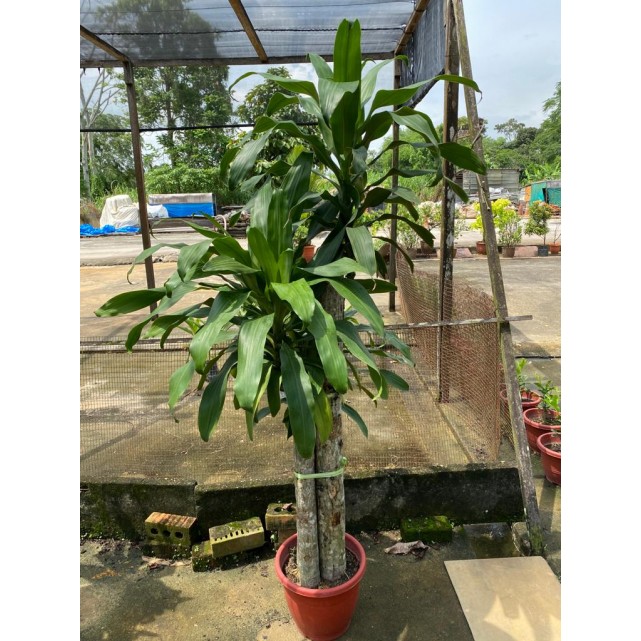 Dracaena fragrans (1.8m to 2.0m height)