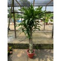 Dracaena fragrans (1.8m to 2.0m height)