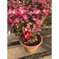 Assorted Outdoor Plants (0.2m to 0.3m height)