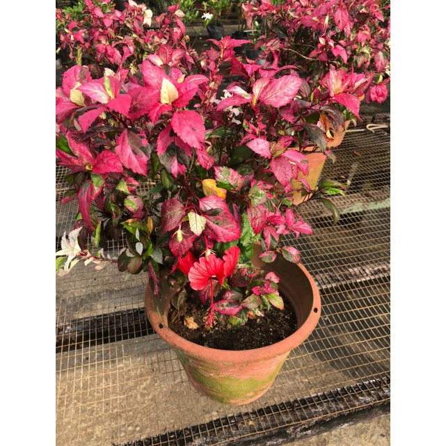 Assorted Outdoor Plants (0.2m to 0.3m height)