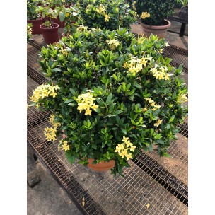 Assorted Outdoor Plants (0.2m to 0.3m height)