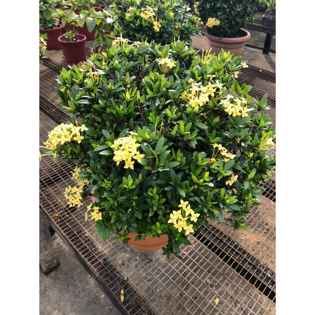 Assorted Outdoor Plants (0.2m to 0.3m height)
