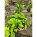 Hibiscus rosa-sinensis (cultivar) (0.4m height)