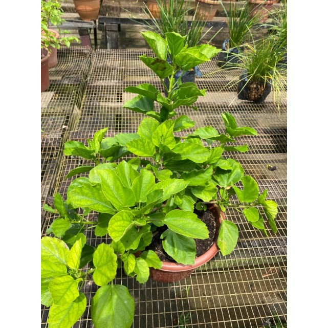 Hibiscus rosa-sinensis (cultivar) (0.4m height)