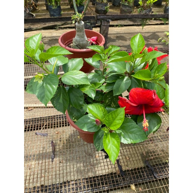 Hibiscus rosa-sinensis (cultivar) (0.4m height)