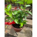 Hibiscus rosa-sinensis (cultivar) (0.4m height)