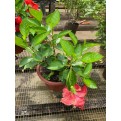 Hibiscus rosa-sinensis (cultivar) (0.4m height)