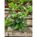Hibiscus rosa-sinensis (cultivar) (0.4m height)