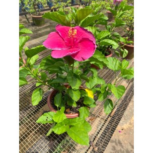 Hibiscus rosa-sinensis (cultivar) (0.4m height)