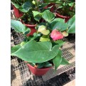 Anthurium Andraeanum 'Pink' (Flamingo Flower)