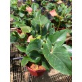 Anthurium Andraeanum 'Pink' (Flamingo Flower)