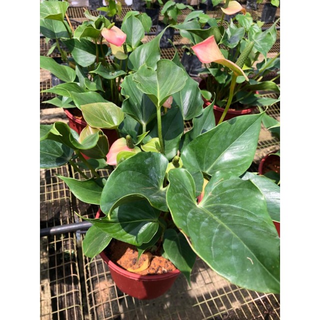 Anthurium Andraeanum 'Pink' (Flamingo Flower)