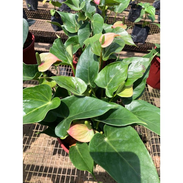 Anthurium Andraeanum 'Pink' (Flamingo Flower)