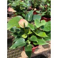 Anthurium Andraeanum 'Pink' (Flamingo Flower)