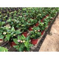 Anthurium Andraeanum 'Pink' (Flamingo Flower)