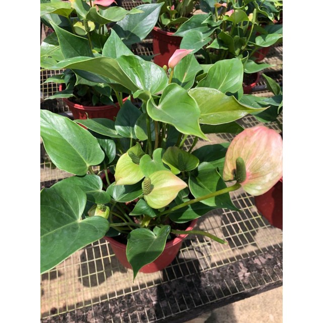 Anthurium Andraeanum 'Pink' (Flamingo Flower)