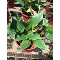 Anthurium Andraeanum 'Pink' (Flamingo Flower)