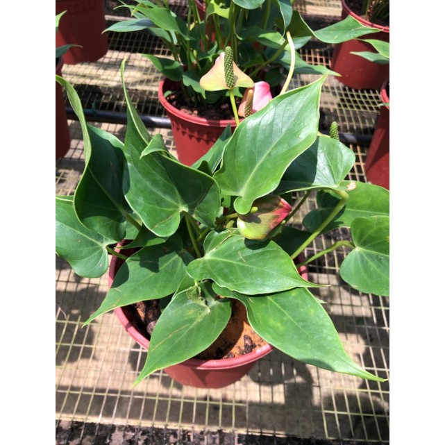 Anthurium Andraeanum 'Pink' (Flamingo Flower)
