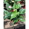 Anthurium Andraeanum 'Pink' (Flamingo Flower)
