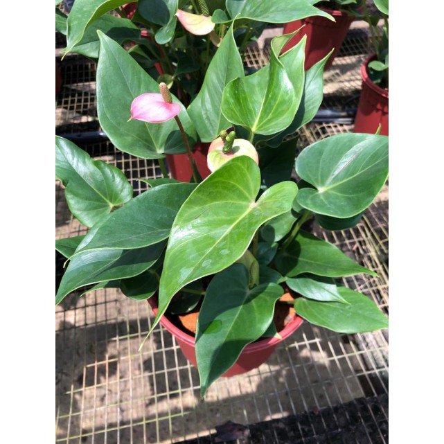 Anthurium Andraeanum 'Pink' (Flamingo Flower)