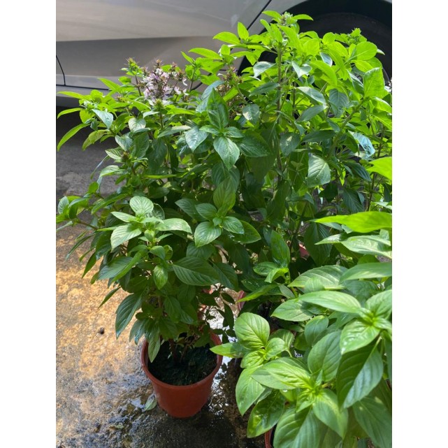 Ocimum Basilicum (Thai Basil)