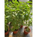 Ocimum Basilicum (Thai Basil)