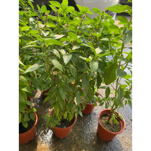 Ocimum Basilicum (Thai Basil)