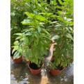 Ocimum Basilicum (Thai Basil)