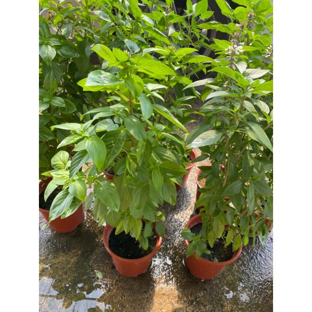 Ocimum Basilicum (Thai Basil)