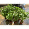 Ocimum Basilicum (Thai Basil)