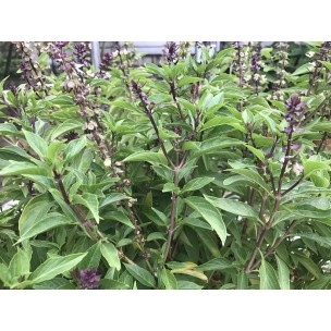 Ocimum Basilicum (Thai Basil)