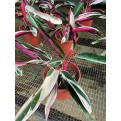 Ctenanthe oppenheimiana 'Tricolor' (Never-Never Plant)