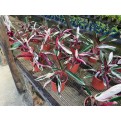 Ctenanthe oppenheimiana 'Tricolor' (Never-Never Plant)