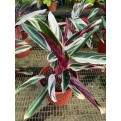 Ctenanthe oppenheimiana 'Tricolor' (Never-Never Plant)