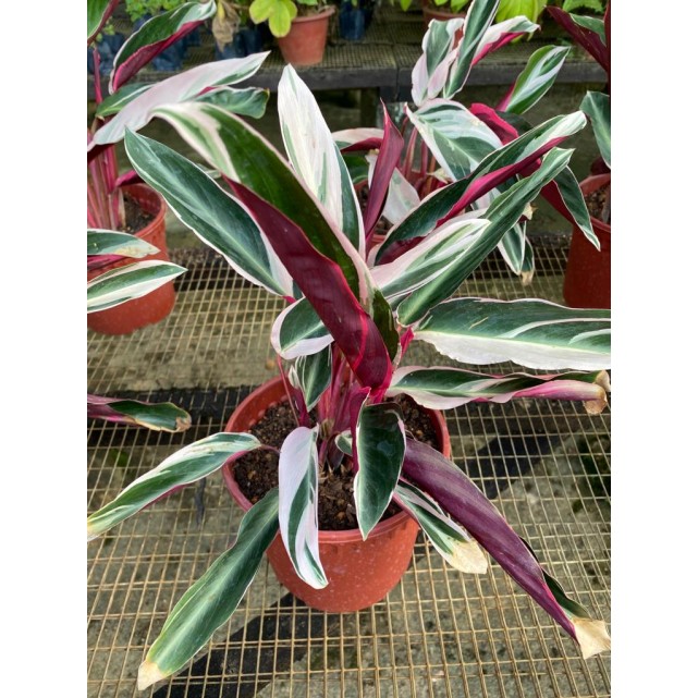 Ctenanthe oppenheimiana 'Tricolor' (Never-Never Plant)