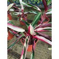 Ctenanthe oppenheimiana 'Tricolor' (Never-Never Plant)
