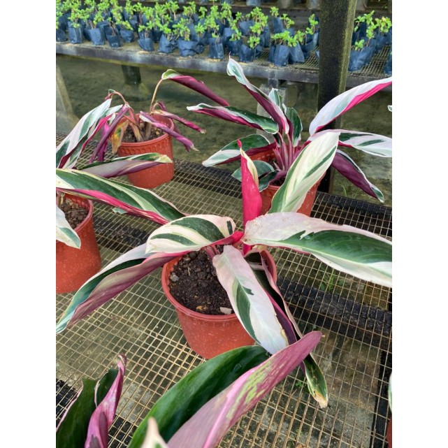 Ctenanthe oppenheimiana 'Tricolor' (Never-Never Plant)