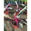 Ctenanthe oppenheimiana 'Tricolor' (Never-Never Plant)