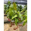 Nepenthes spp. (Tropical Pitcher Plant / Carnivorous Plant)
