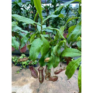 Nepenthes spp. (Tropical Pitcher Plant / Carnivorous Plant)