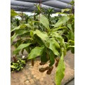 Nepenthes spp. (Tropical Pitcher Plant / Carnivorous Plant)
