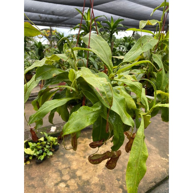 Nepenthes spp. (Tropical Pitcher Plant / Carnivorous Plant)