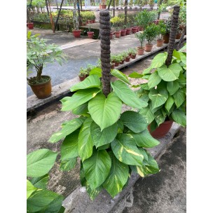 Epipremnum aureum (Money Plant) (1.0m to 1.2m height)