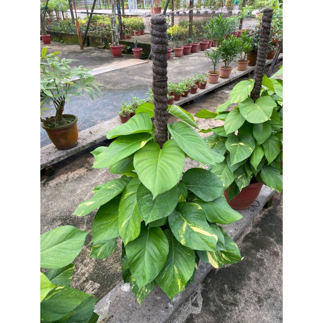 Epipremnum aureum (Money Plant) (1.0m to 1.2m height)