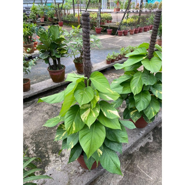 Epipremnum aureum (Money Plant) (1.0m to 1.2m height)
