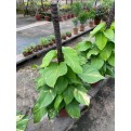 Epipremnum aureum (Money Plant) (1.0m to 1.2m height)
