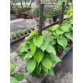 Epipremnum aureum (Money Plant) (1.0m to 1.2m height)