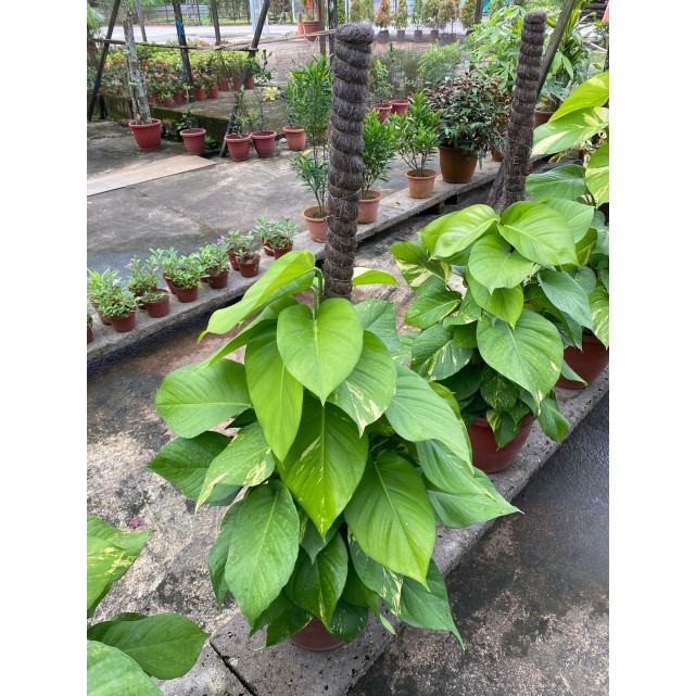 Epipremnum aureum (Money Plant) (1.0m to 1.2m height)