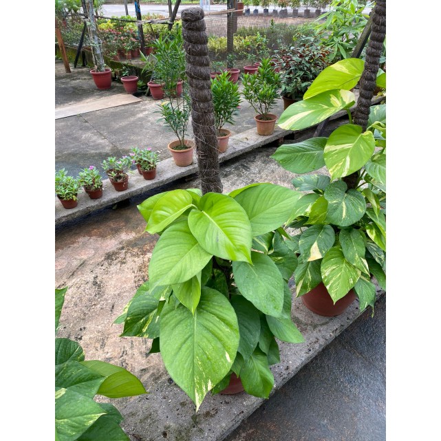 Epipremnum aureum (Money Plant) (1.0m to 1.2m height)